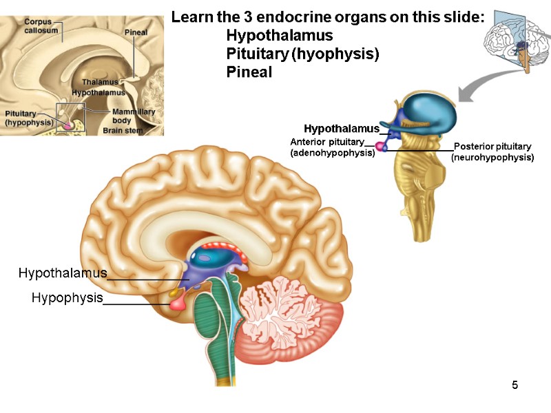 5 Hypophysis_________ Hypothalamus___________ Hypothalamus__ Anterior pituitary__ (adenohypophysis)  _____________Posterior pituitary    
